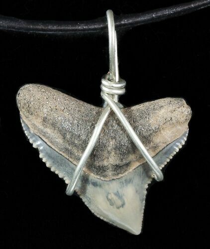 Fossil Dusky Shark Tooth Necklace #47569